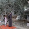 زيتون غزة.. موسم يتهاوى تحت وطأة الحرب