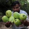 مزارعين فلسطينيين يجمعون ثمار الجوافة في بداية موسم الحصاد السنوي ، في خانيونس جنوب قطاع غزة. 