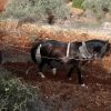 المزارع الفلسطيني عبد الكريم دراغمة، 64 ، يحرث الأرض باستخدام محراث يجره حصان في قرية اللبن الشرقية 