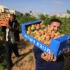 مزارعون فلسطينيون يجمعون الخوخ من حقولهم خلال موسم الحصاد في خانيونس جنوب قطاع غزة