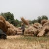 مزارعون فلسطينيون يحصدون القمح شرق مدينة غزة